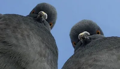 ФотографиЯ : Национальная птица Латвии - белая трясогузка или baltā cielava  (Motacilla alba).