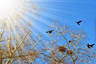 Фото птиц прилетающих весной фотографии