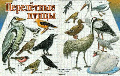 Картинки птицы которые прилетают весной для детей (68 фото) » Картинки и  статусы про окружающий мир вокруг