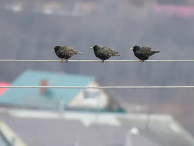 Перелетные птицы возвращаются в Казахстан: 15 живописных фото - 09.04.2019,  Sputnik Казахстан
