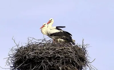 Кто к нам первый весной прилетает? Птицы Астраханского заповедника