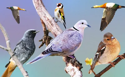 Перелетные птицы — как правильно помочь, чтобы не навредить / Статья