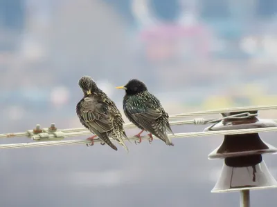 ПТИЦЫ МАРТА-2016: ОБЗОР РЕДКИХ ВИДОВ В БЕЛАРУСИ И СТРАНАХ-СОСЕДЯХ |  BirdWatch.by