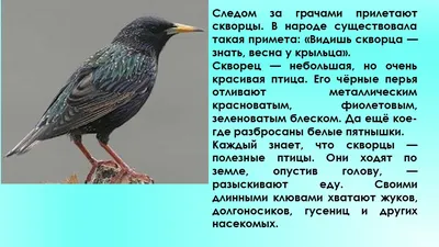 Когда и какие птицы прилетают в Беларусь - YouTube