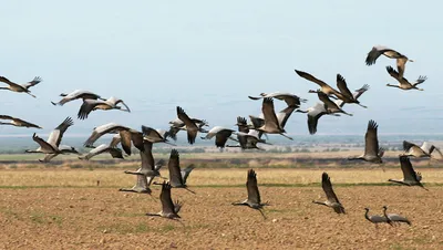 Какие птицы прилетят в Самарскую область в апреле - KP.RU