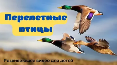 Почему ж эти птицы на Север летят? - Твои люди, Стрежевой -  Общественно-политическая газета «Северная звезда»