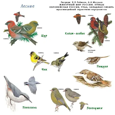 Перелетные птицы первой миграционной волны на Куршской косе | Куршская Коса  - национальный парк