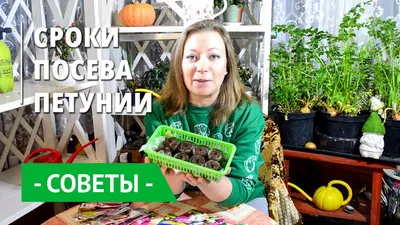 Как приготовить грунт для рассады петунии в домашних условиях?