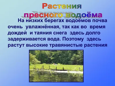 PPT - Тихо плещется вода, Ряска, лилии, рогоз, И кубышка, и тростник. Есть  беззубка, прудовик, PowerPoint Presentation - ID:5205869