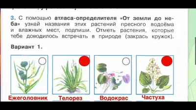 Zeebee маркет - Пистия – растение свободно плавающее на поверхности воды пресного  водоема. Это многолетнее, травянистое, цветущее растение. Обладает очень  полезным свойством очищать воду от органических загрязнений. Поэтому часто  ее используют не