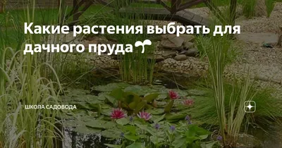 Растения Для Пруда. Водные Растения. Садовый Пруд на Даче