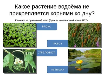 Какие растения выбрать для дачного пруда🌱 | Школа садовода | Дзен