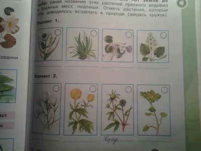 Растения пресного водоема (Большое количество фото) - treepics.ru