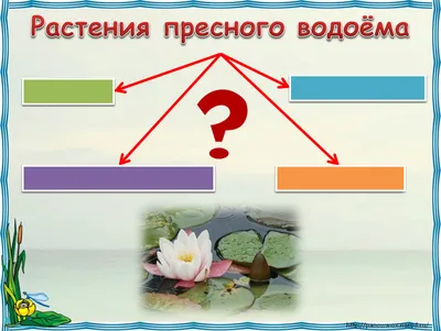 Игра \"Узнай меня\". Животные и растения пресного водоема - презентация онлайн