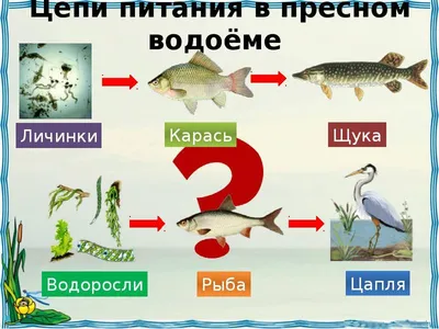 Презентация на тему: \"ПРЕСНЫЙ ВОДОЁМ И ЕГО ОБИТАТЕЛИ. ПРИРОДНЫЕ ВОДОЁМЫ  река озеро ручей.\". Скачать бесплатно и без регистрации.