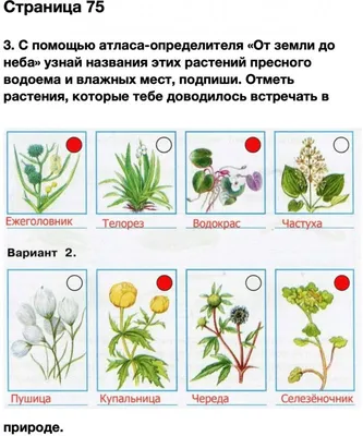 Составьте 2-3 цепи питания, характерные для сообщества пресного водоёма.