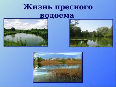 PPT - Тихо плещется вода, Ряска, лилии, рогоз, И кубышка, и тростник. Есть  беззубка, прудовик, PowerPoint Presentation - ID:5205869