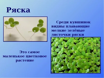 Магнитный плакат-аппликация Водоем: биоразнообразие и взаимосвязи в  сообществе