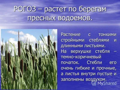 Презентация по окружающему миру на тему \"Жизнь пресного водоема\" 4 класс