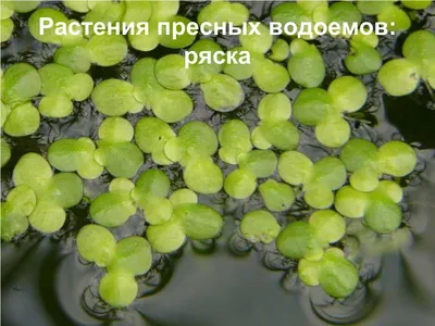 Жизнь пресного водоёма - презентация, доклад, проект