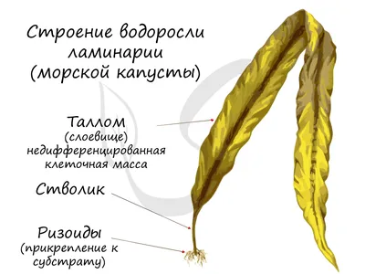 PPT - Тихо плещется вода, Ряска, лилии, рогоз, И кубышка, и тростник. Есть  беззубка, прудовик, PowerPoint Presentation - ID:5205869