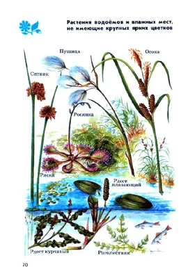 Атлас определитель От земли до неба. Растения водоемов и влажных мест