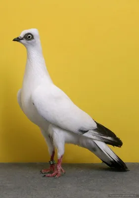 Все породы голубей фото, голубеводы разных стран мира, | Фотоштаб -  интернет-журнал с фотографиями | Pet pigeon, Pigeon pictures, Tumbler  pigeons