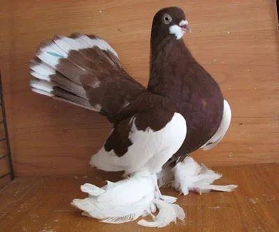 Породы домашних голубей | Putnik Go | Дзен