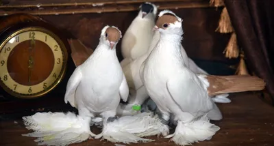 Голуби Frillback: порода декоративных голубей с вьющимися от природы  перьями (5 фото + 2 видео)