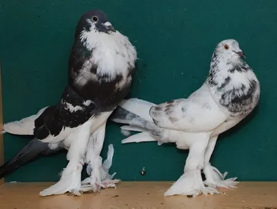 Породы домашних голубей | Putnik Go | Дзен
