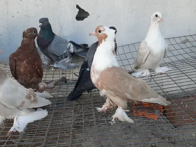Продажа голубей. Голуби. Pigeons