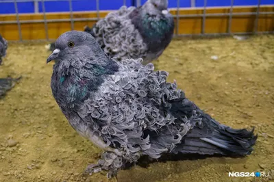 Выставка голубей разных пород пройдёт в Иркутске - Лента новостей Иркутска
