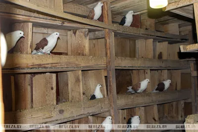 различные породы голубей питаются в кормушке. разведение голубей Стоковое  Фото - изображение насчитывающей еда, клетка: 218632634