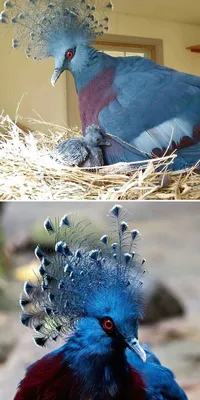 Самые красивые голуби мира