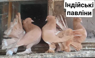 Житель Брестской области увлекается разведением голубей