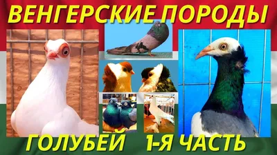 Голуби разных пород тел