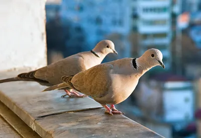 ИНТЕРЕСНОЕ разнообразие Всех ВЕНГЕРСКИХ ПОРОД голубей 🇭🇺 Часть-1 / Pigeon  breeds - YouTube