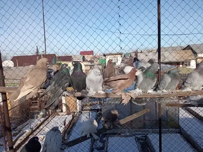 Птица высокого полета: николаевского голубя хотят увековечить в монументе |  СВІДОК.info