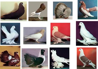 Самые красивые породы голубей