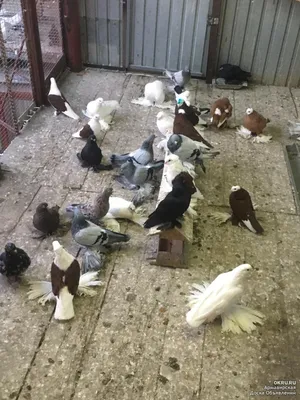 Продаю голубей,разных пород: 3 000 тг. - Птицы Чапаево на Olx