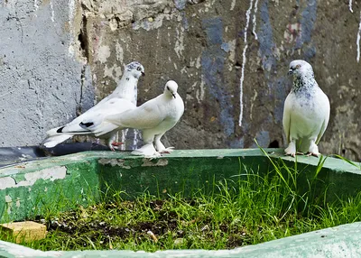 Птицы мира: 6 редких голубей | Вокруг Света