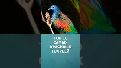 Творчество в работе над породами голубей | Законсервированная реальность |  Дзен