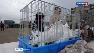 Голуби: разнообразие видов и мест обитания» — создано в Шедевруме