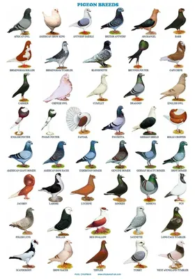 Продам голубей узбекской породы и других