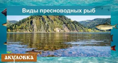 Подборка самых сильных речных рыб России | Время рыбалки | Дзен