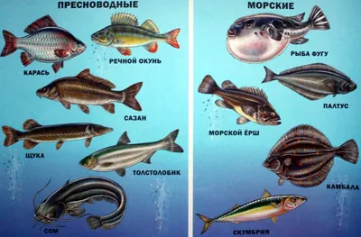 Самые полезные речные рыбы России. | Рыбалка по Русски | Дзен