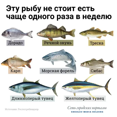 Чем опасна рыба: какие заболевания передаются с речной рыбой - 7 ноября  2021 - НГС.ру