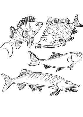Сколько живут рыбы | Пикабу