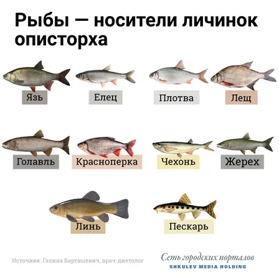 Самые большие рыбы России: топ 10