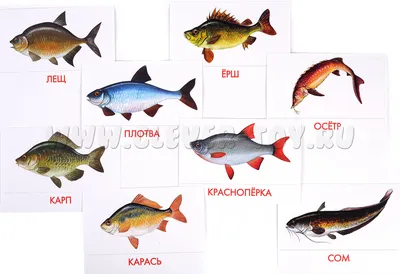 Академик РАН рассказал о скрытой опасности речной рыбы